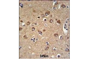 C12orf53 Antibody (N-term) (ABIN651378 and ABIN2840211) IHC analysis in formalin fixed and paraffin embedded human brain tissue followed by peroxidase conjugation of the secondary antibody and DAB staining. (C12orf53 抗体  (N-Term))