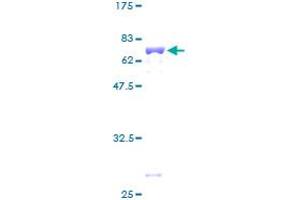 MRPS22 Protein (AA 1-360) (GST tag)