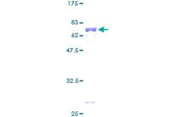 MRPS22 Protein (AA 1-360) (GST tag)