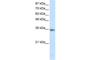 Western Blotting (WB) image for anti-Menage A Trois Homolog 1, Cyclin H Assembly Factor (Xenopus Laevis) (MNAT1) antibody (ABIN2461659)