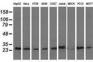 Western blot analysis of extracts (35 µg) from 9 different cell lines by using anti-AK3 monoclonal antibody. (Adenylate Kinase 3 抗体)