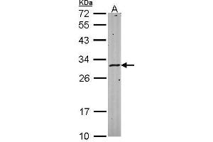 WB Image Sample (30 ug of whole cell lysate) A: Hela 12% SDS PAGE antibody diluted at 1:1000 (HLA-DMA 抗体)