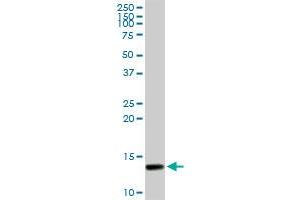 SYCN MaxPab rabbit polyclonal antibody. (SYCN 抗体  (AA 1-134))