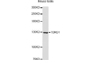 Western blot analysis of extracts of mouse testis, using TDRD1 Antibody. (TDRD1 抗体)