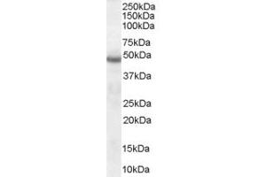 Neuroserpin 抗体  (C-Term)