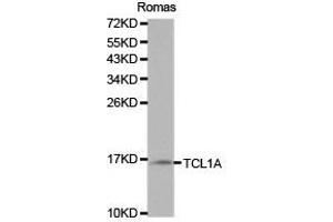 Western Blotting (WB) image for anti-T-Cell Leukemia/lymphoma 1A (TCL1A) antibody (ABIN1875043) (TCL1A 抗体)