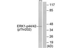 Western blot analysis of extracts from NIH-3T3 cells treated with IFN 2500U/ml 30', using p44/42 MAP Kinase (Phospho-Thr202) Antibody. (ERK1/2 抗体  (pThr202))
