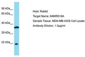 Image no. 1 for anti-Ankyrin Repeat Domain 18A (ANKRD18A) (AA 294-343) antibody (ABIN6750782) (ANKRD18A 抗体  (AA 294-343))