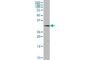 TMEM27 MaxPab polyclonal antibody. (TMEM27 抗体  (AA 1-222))