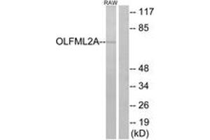 Western blot analysis of extracts from RAW264. (OLFML2A 抗体  (AA 311-360))