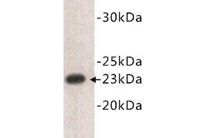 Western Blotting (WB) image for anti-CD3 epsilon (CD3E) (N-Term) antibody (ABIN1854857) (CD3 epsilon 抗体  (N-Term))