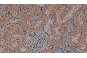 Detection of GYPA in Human Kidney Tissue using Polyclonal Antibody to Glycophorin A (GYPA) (CD235a/GYPA 抗体  (AA 20-91))