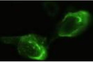 Anti-NEUROG3 mouse monoclonal antibody (NEUROG3) immunofluorescent staining of HeLa cells transiently transfected by pCMV6-ENTRY NEUROG3 (RC224767). (Neurogenin 3 抗体)