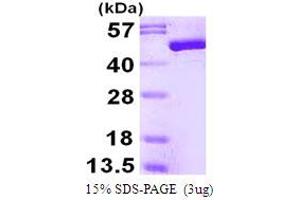 SDS-PAGE (SDS) image for Enolase 3 (Beta, Muscle) (ENO3) (AA 1-434) (Active) protein (His tag) (ABIN667969)