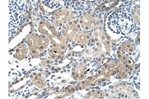 FBXL7 antibody was used for immunohistochemistry at a concentration of 4-8 ug/ml to stain Epithelial cells of renal tubule (arrows) in Human Kidney. (FBXL7 抗体  (N-Term))