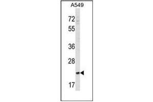Western blot analysis of SLAMF9 Antibody (C-term) in A549 cell line lysates (35ug/lane). (SLAMF9 抗体  (C-Term))