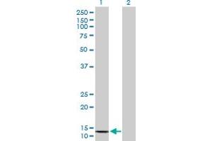 Western Blot analysis of COX6B2 expression in transfected 293T cell line by COX6B2 MaxPab polyclonal antibody. (COX6B2 抗体  (AA 1-88))