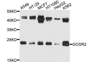 Western blot analysis of extracts of various cell lines, using GOSR2 antibody. (GOSR2 抗体)