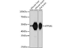 Western blot analysis of extracts of various cell lines, using B1 Rabbit mAb (ABIN7265772) at 1:1000 dilution. (ATP1B1 抗体)