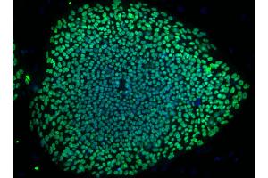 Immunofluorescent staining of Oct3/4 Isoform A in human embryonic stem (ES) cells. (OCT3/4A (Isoform A) 抗体)