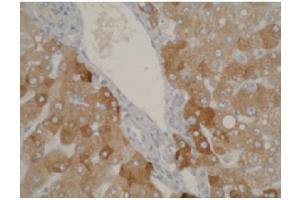 Staining using CYP2A6 antibody on normal human liver tissue at 1 µg/ml. (CYP2A6 抗体  (C-Term))