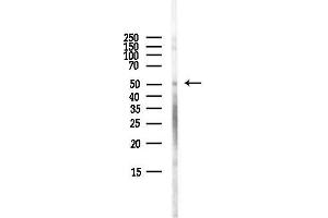 anti-Solute Carrier Family 29 (Nucleoside Transporters), Member 1 (SLC29A1) (N-Term) antibody