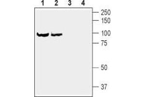 Western blot analysis of rat brain synaptosomal fraction (lanes 1 and 3) and mouse brain synaptosomal fraction (lanes 2 and 4):1,2.