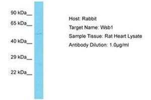 Image no. 1 for anti-WD Repeat and SOCS Box Containing 1 (WSB1) (AA 61-110) antibody (ABIN6750472) (WSB1 抗体  (AA 61-110))