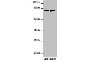 Western blot All lanes: RUFY2 antibody at 1. (RUFY2 抗体  (AA 396-655))