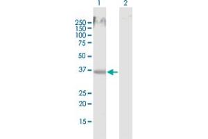 Western Blot analysis of MSI2 expression in transfected 293T cell line by MSI2 MaxPab polyclonal antibody. (MSI2 抗体  (AA 1-328))