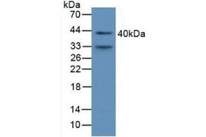 Detection of a1M in Mouse Serum using Polyclonal Antibody to Alpha-1-Microglobulin (a1M) (AMBP 抗体  (AA 18-202))