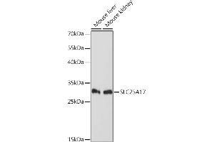 Western blot analysis of extracts of various cell lines, using SLC25 Rabbit pAb (ABIN7270433) at 1:1000 dilution. (SLC25A17 抗体  (AA 150-250))