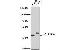 Western blot analysis of extracts of various cell lines using CHRNA10 Polyclonal Antibody at dilution of 1:1000. (CHRNA10 抗体)