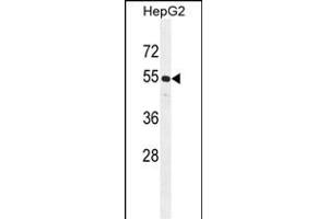 CCNJL Antibody (Center) (ABIN655254 and ABIN2844852) western blot analysis in HepG2 cell line lysates (35 μg/lane). (CCNJL 抗体  (AA 125-153))