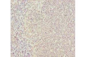 Immunohistochemistry of paraffin-embedded human tonsil tissue using ABIN7164772 at dilution of 1:100 (PSTPIP1 抗体  (AA 157-416))