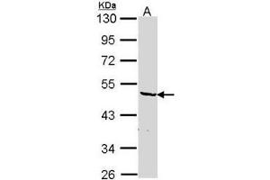 AP19043PU-N hnRNP-F antibody staining of HepG2 (A) whole cell lysate (30 µg) at 1/1000 dilution, 10% SDS PAGE. (HNRNPF 抗体  (N-Term))
