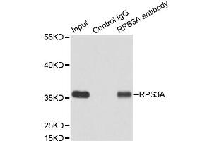 Immunoprecipitation analysis of 200 μg extracts of MCF7 cells using 3 μg RPS3A antibody (ABIN5973489). (RPS3A 抗体)