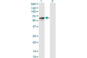 Western Blot analysis of TRIM26 expression in transfected 293T cell line by TRIM26 monoclonal antibody (M01), clone 1G3. (TRIM26 抗体  (AA 146-240))
