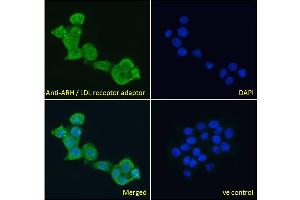 ABIN185037 Immunofluorescence analysis of paraformaldehyde fixed A431 cells, permeabilized with 0. (LDLRAP1 抗体  (N-Term))
