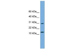 WB Suggested Anti-GOLGA7 Antibody Titration: 0. (Golgin A7 抗体  (N-Term))