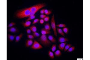 Immunofluorescence (Cultured Cells) (IF (cc)) image for anti-Solute Carrier Family 29 (Nucleoside Transporters), Member 2 (SLC29A2) (AA 221-320) antibody (ABIN2559658)