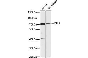 Western blot analysis of extracts of various cell lines, using DLL4 antibody (ABIN6127753, ABIN6139662, ABIN6139663 and ABIN6216765) at 1:3000 dilution. (DLL4 抗体  (AA 317-530))