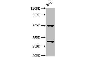Western Blot Positive WB detected in: Raji whole cell lysate All lanes: PHB antibody at 4.