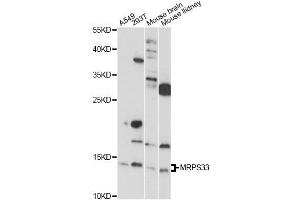 Western blot analysis of extracts of various cell lines, using MRPS33 antibody (ABIN6292569) at 1:1000 dilution.