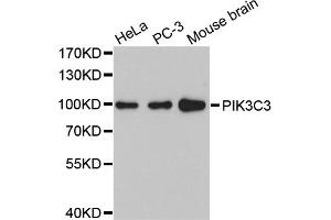 Western blot analysis of extracts of various cell lines, using PIK3C3 antibody (ABIN5972188). (PIK3C3 抗体)