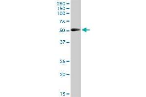 CRLF3 MaxPab polyclonal antibody. (CRLF3 抗体  (AA 1-442))