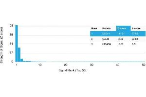 Analysis of Protein Array containing more than 19,000 full-length human proteins using DOG-1 Mouse Monoclonal Antibody (DG1/1484). (ANO1 抗体  (AA 2-101))