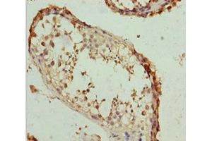 Immunohistochemistry of paraffin-embedded human testis tissue using ABIN7167018 at dilution of 1:100 (RACGAP1 抗体  (AA 353-632))