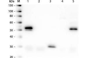 Western Blot of Anti-Rabbit IgG (H&L) (DONKEY) Antibody (Min X Bv Ch Gt GP Ham Hs Hu Ms Rt & Sh Serum Proteins). (驴 anti-兔 IgG Antibody (DyLight 549) - Preadsorbed)