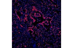 IF analysis of DDX5 using anti-DDX5 antibody (ABIN7602561). (DDX5 抗体  (AA 85-328))